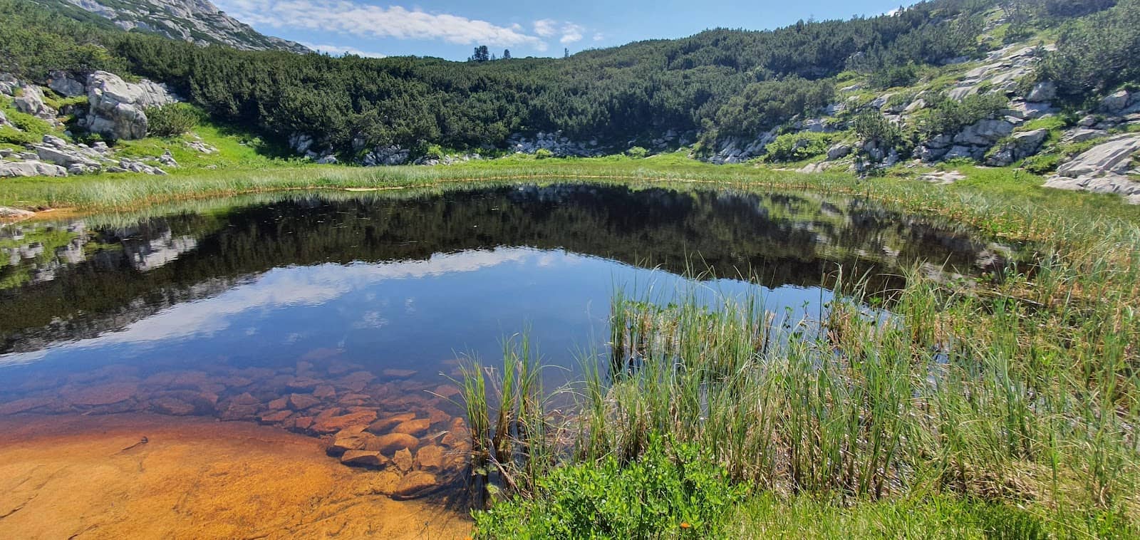 Alpine Meadow Flora