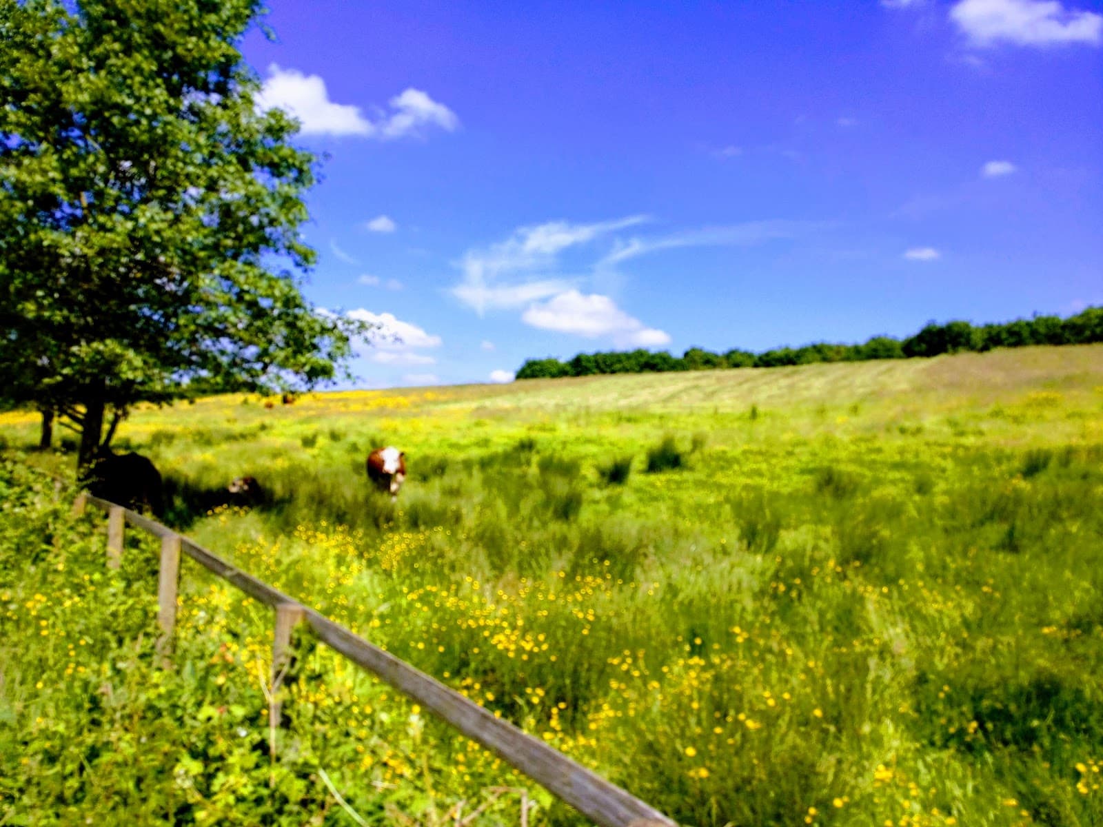 Northwich Woodlands - Image 1