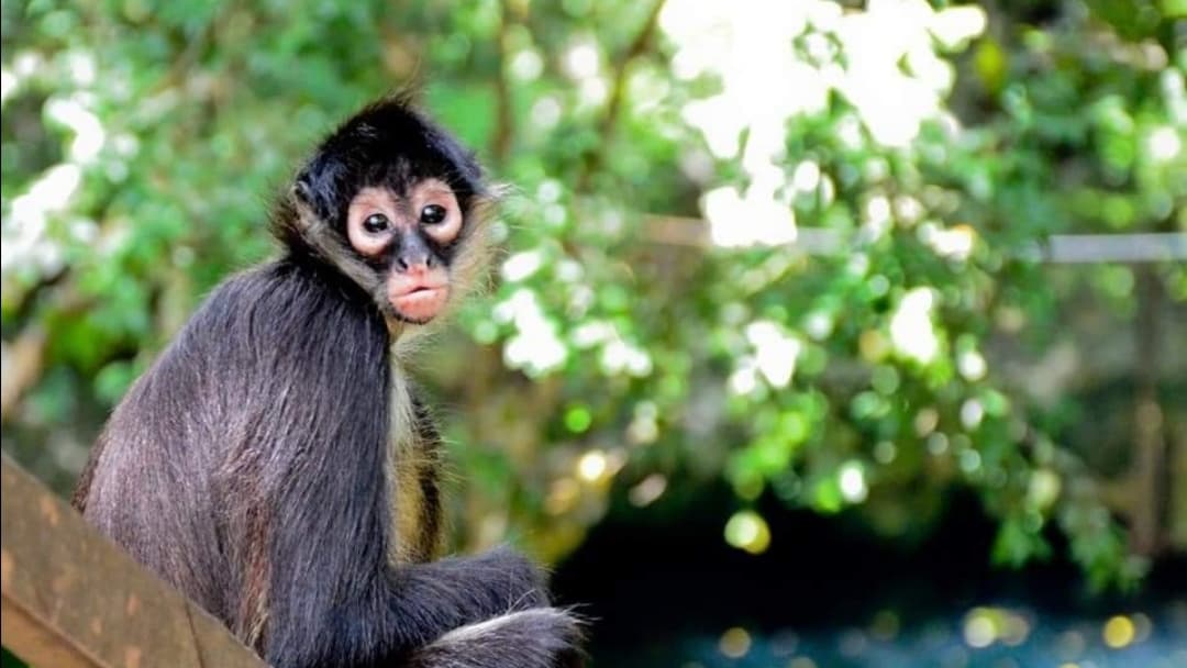 Cenote Verde Limon, Ek Balam - Image 1