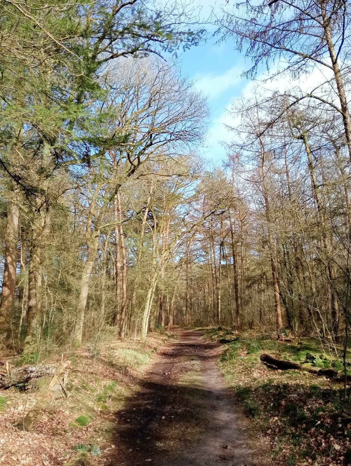 Edesche Bosch - Image 1