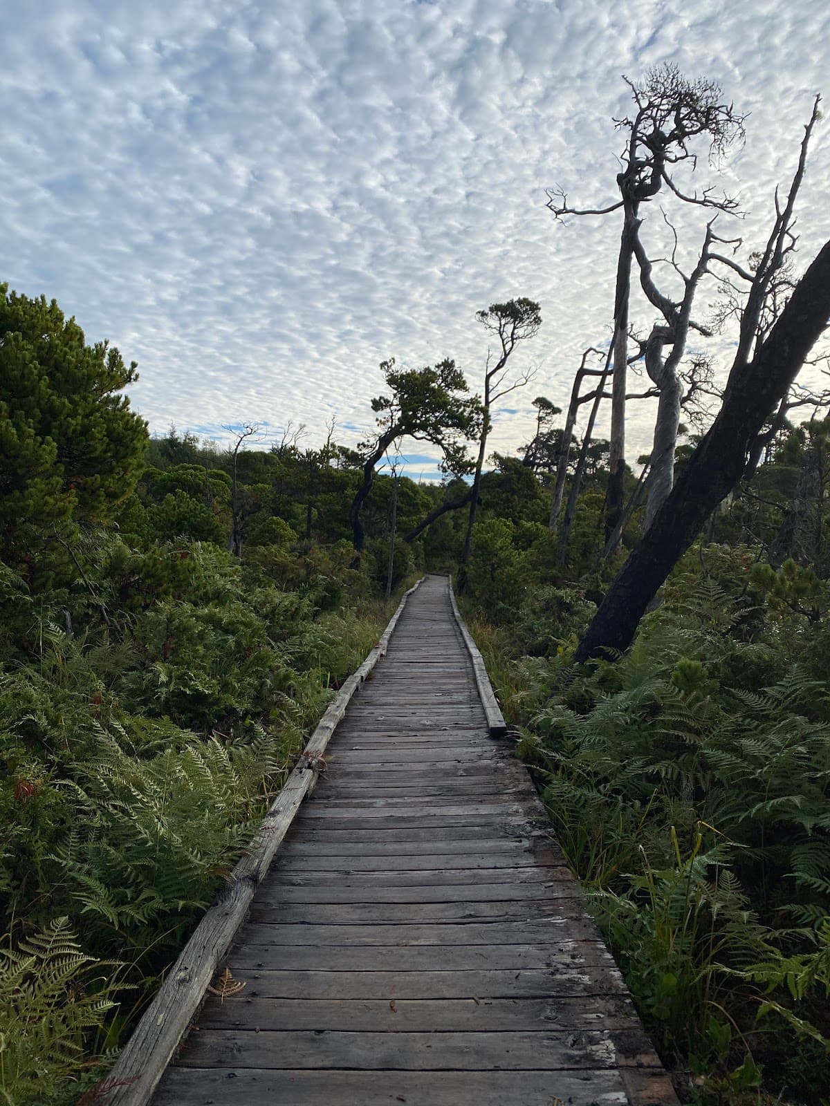 Shorepine Bog Trail Pacific Rim - Image 1