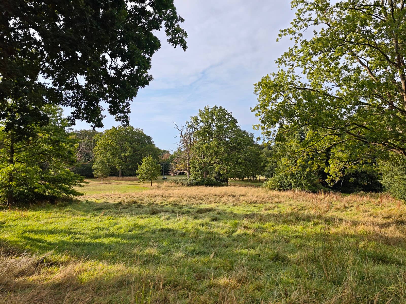 Redwood Trees on the Hill