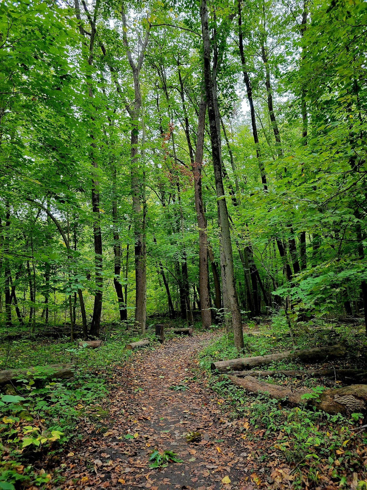 Oakhurst Forest Preserve - Image 1