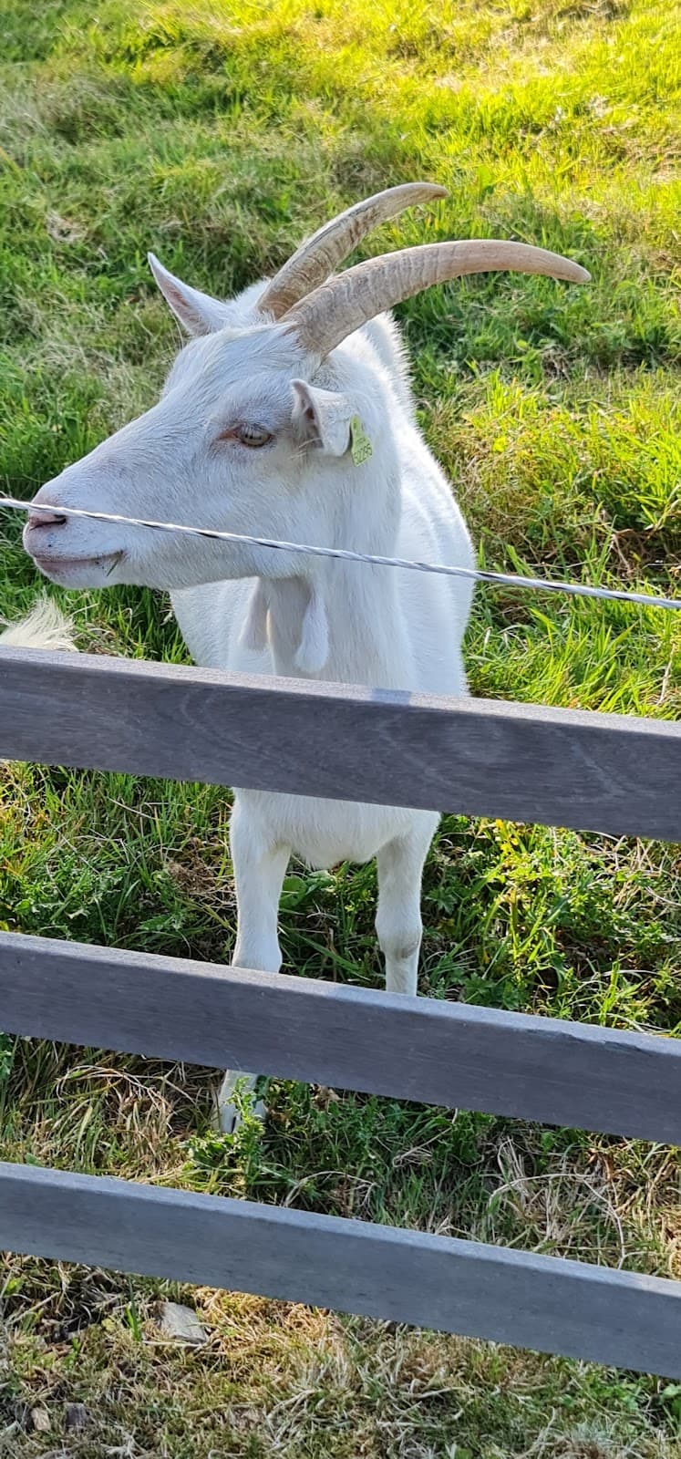 Ouderkerk aan de Amstel - Image 1