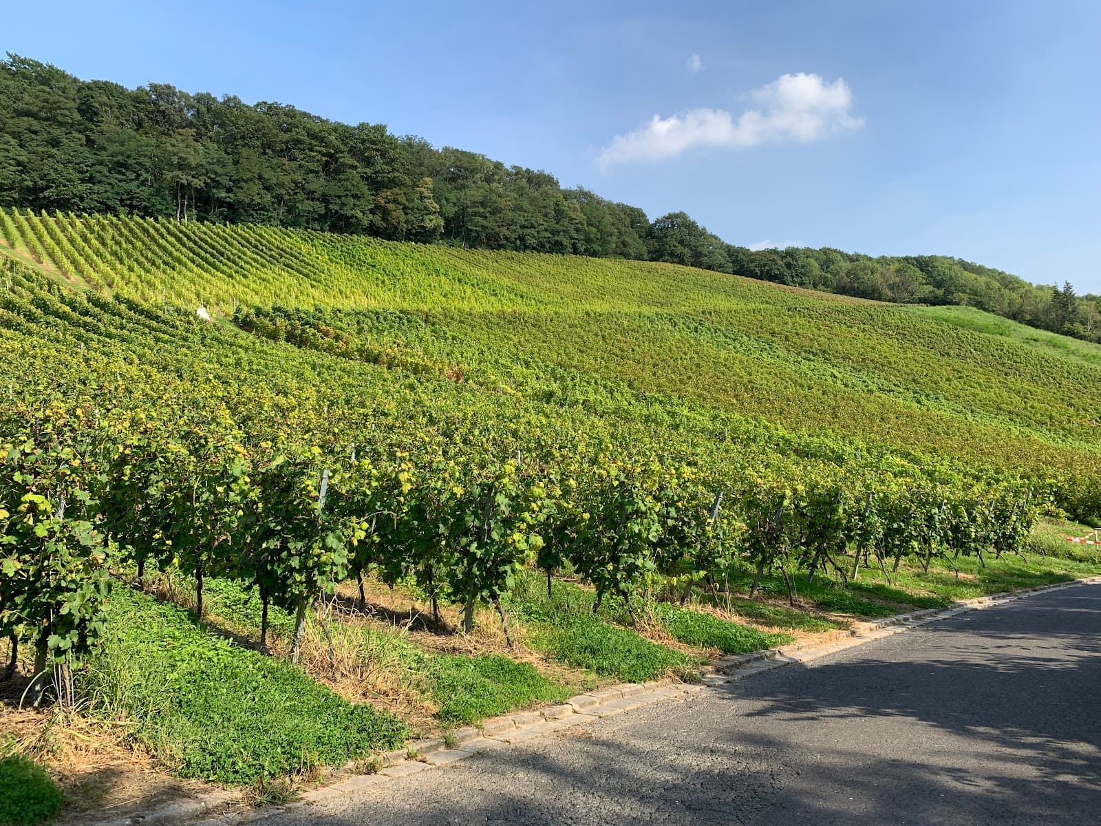 Oberdollendorf Wine Trail - Image 1