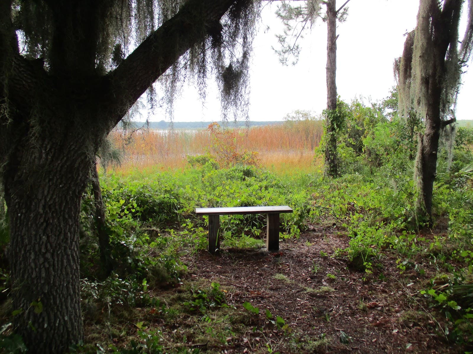 Hickory Lake Scrub Preserve - Image 1