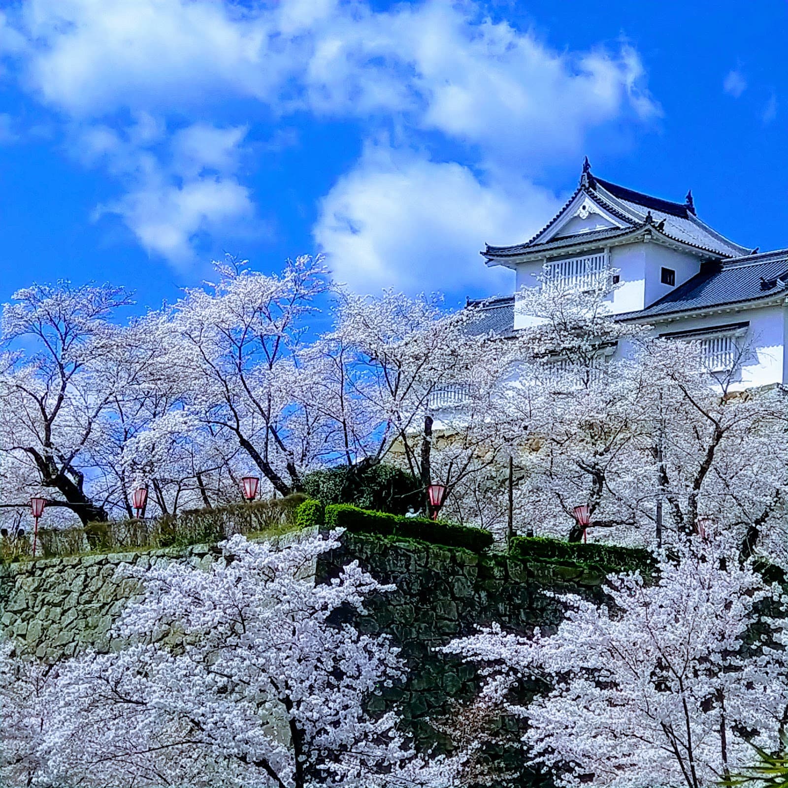 Tsuyama Castle (Kakuzan Park) - Image 1