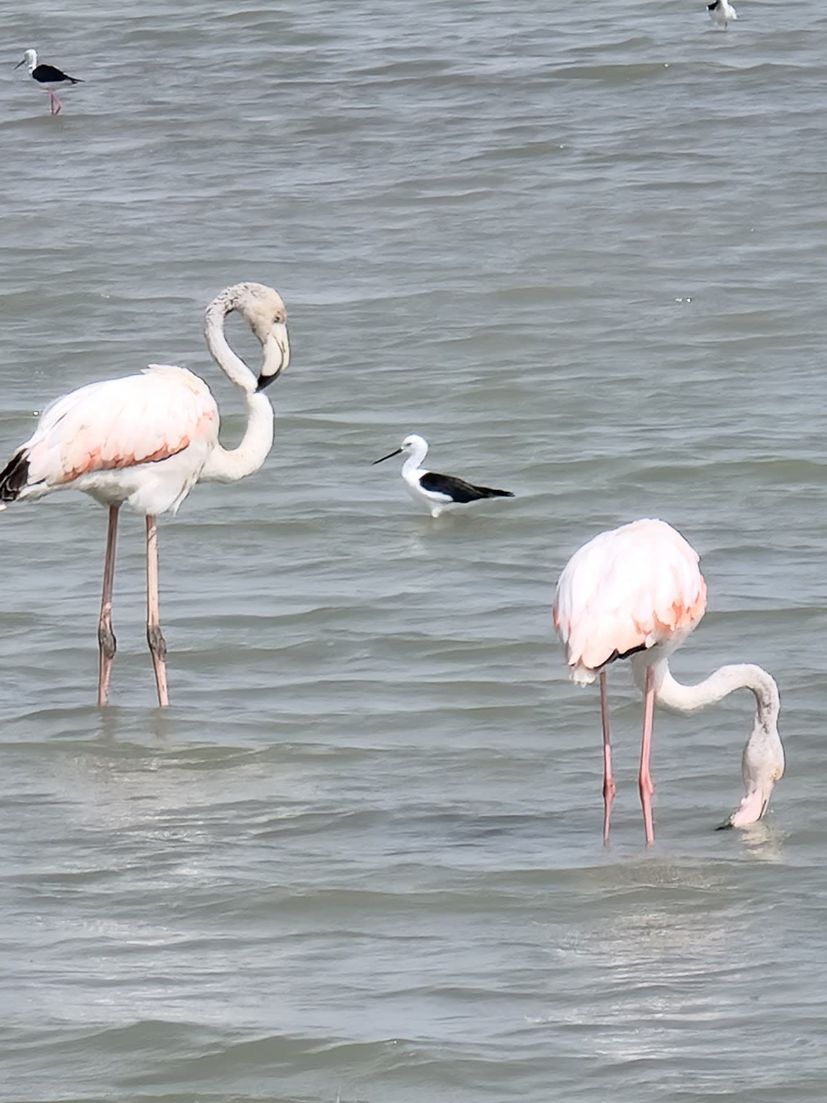 Salinas Bird Hides - Image 1