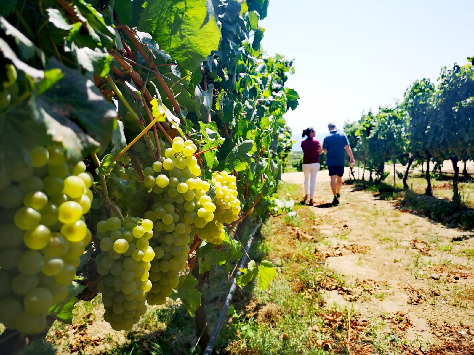 Alella Wine Country - Image 1