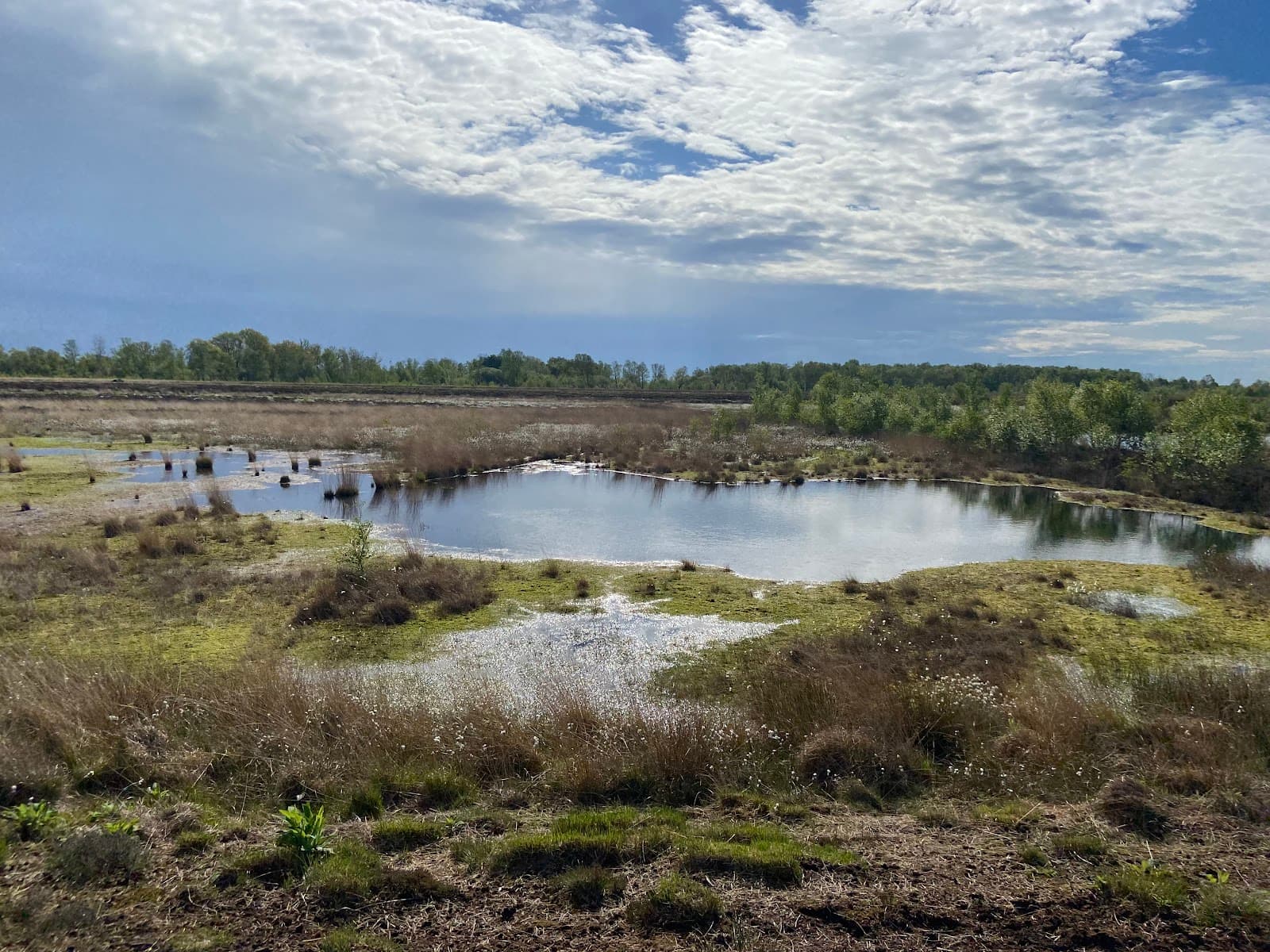 Bargerveen Nature Reserve - Image 1