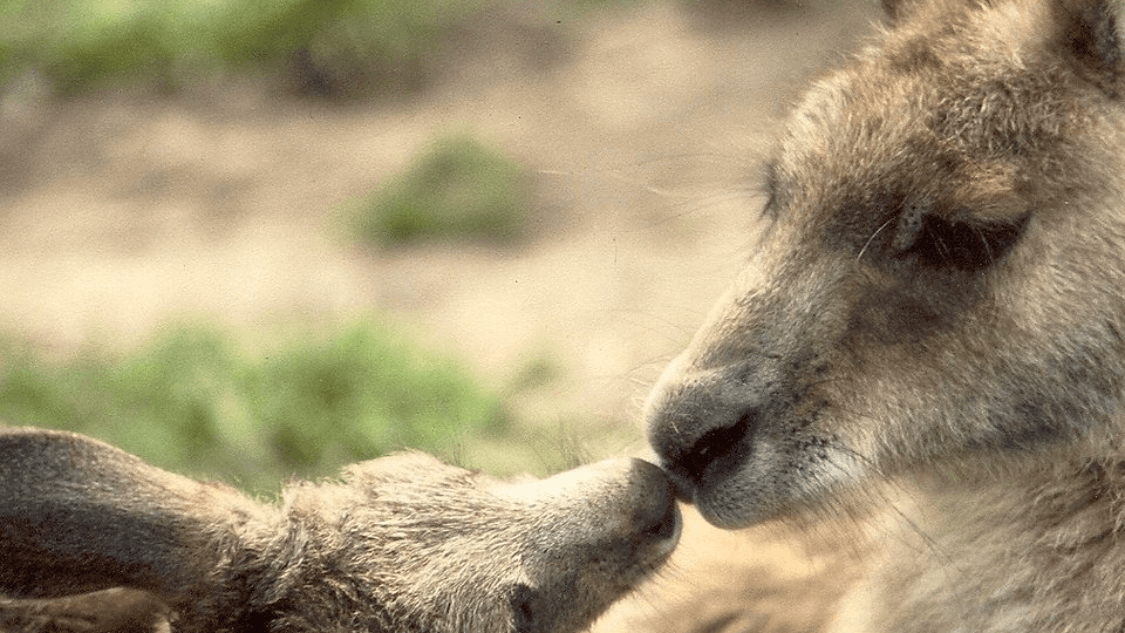 Phillip Island Wildlife Park Victoria - Image 1