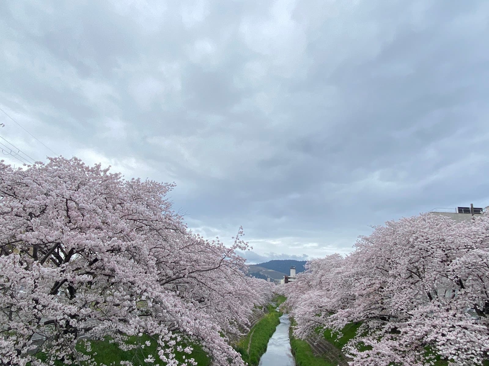 Saho River Sakura Promenade - Image 1