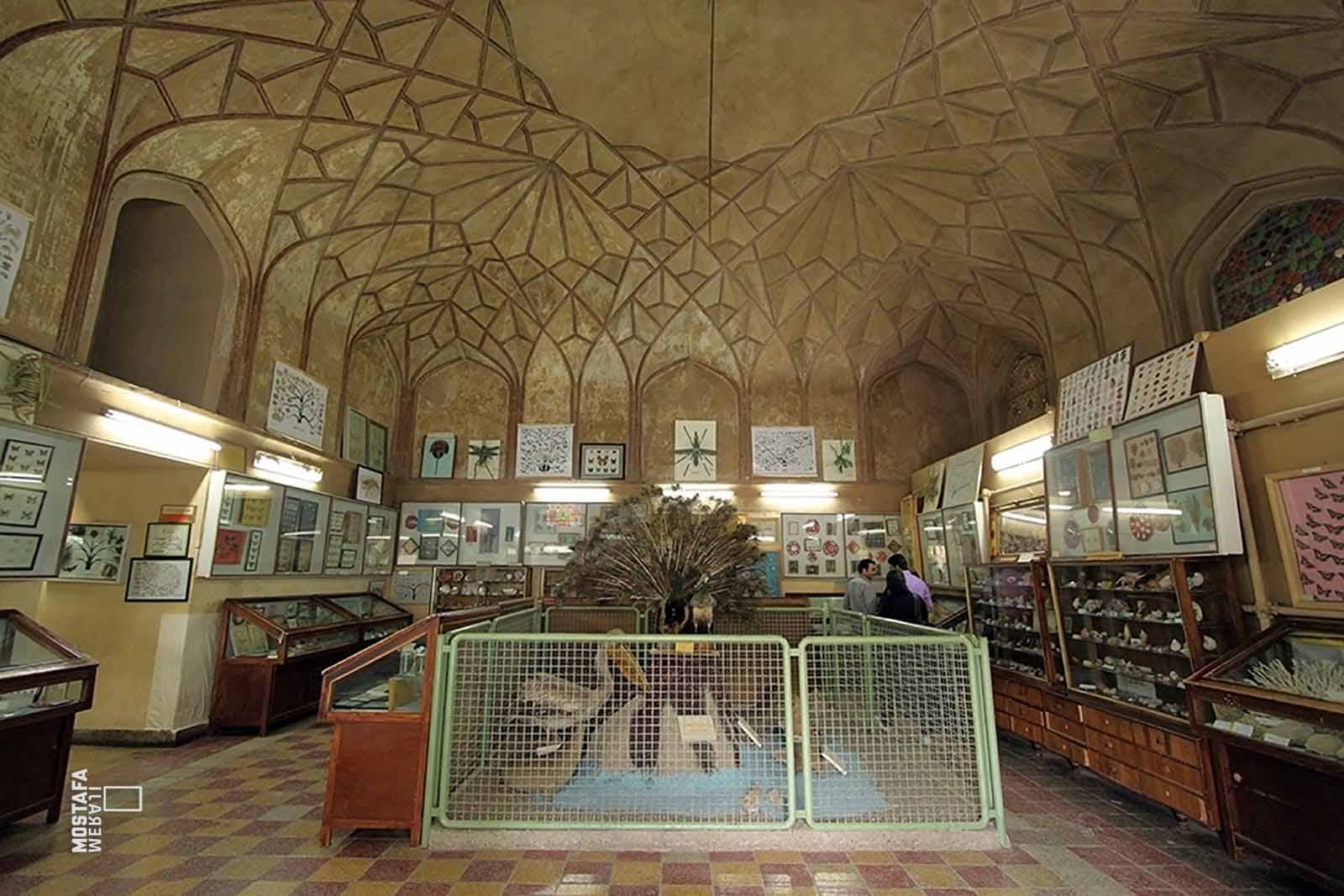 Diverse Iranian Wildlife