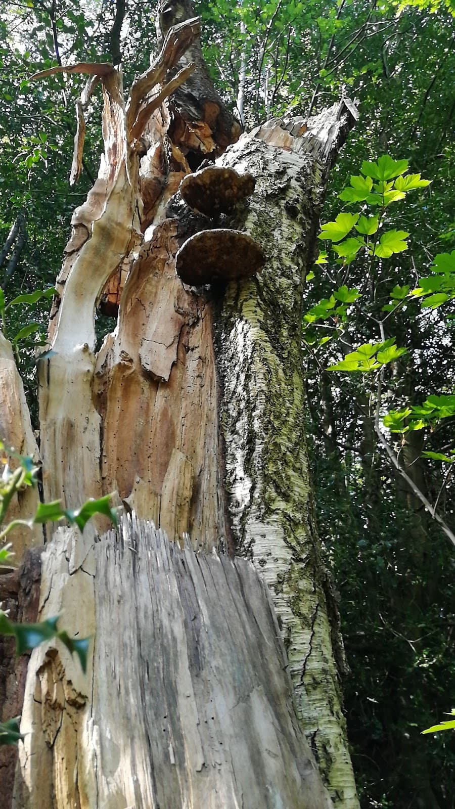 Tong Park Dam - Image 1