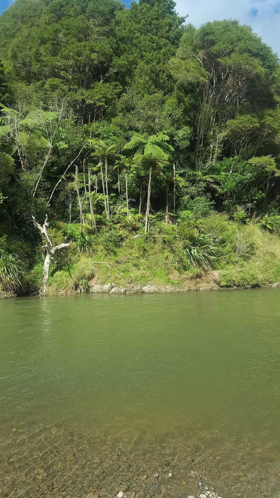 Waimana Gorge - Image 1
