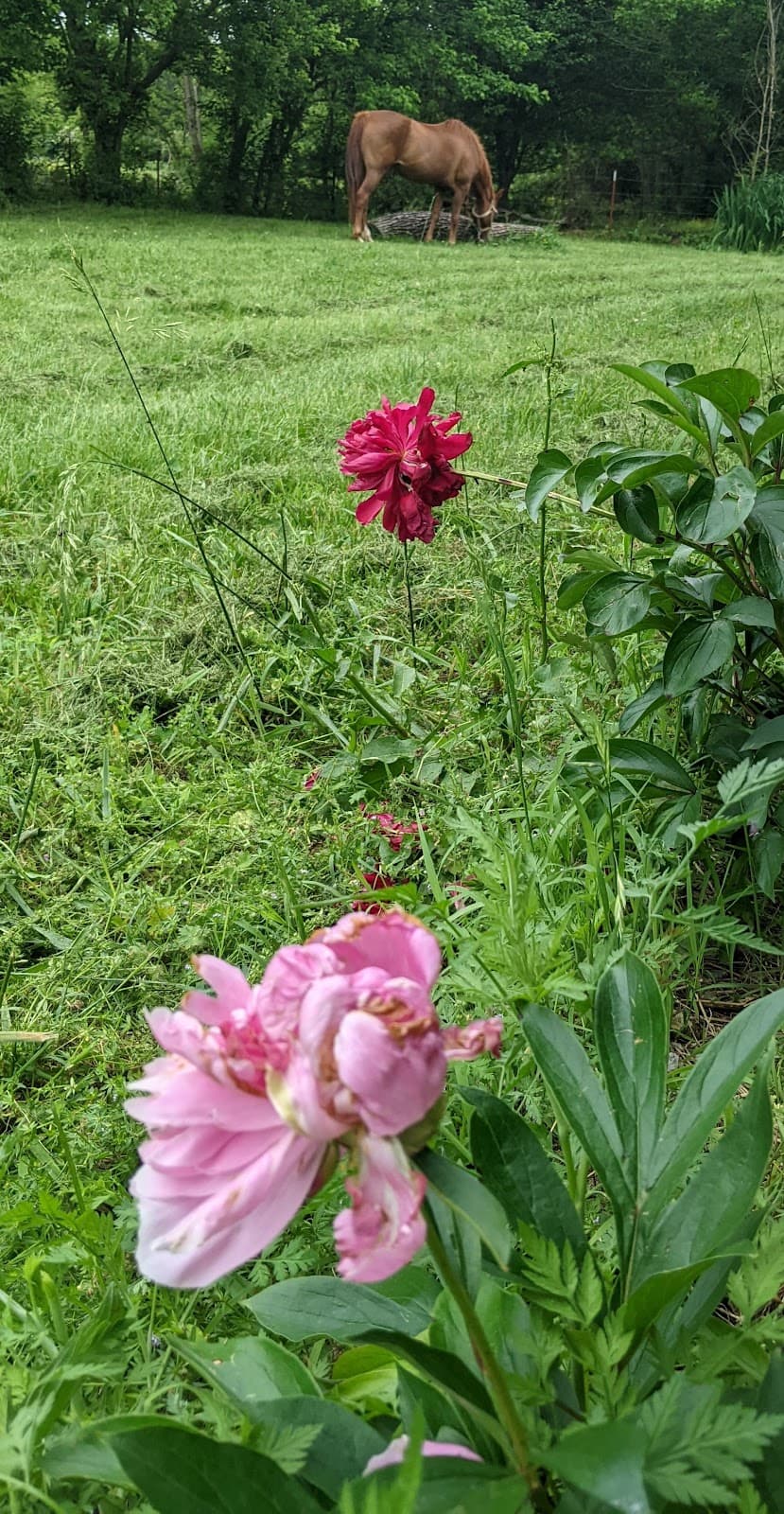 Beaver Lake - Image 1