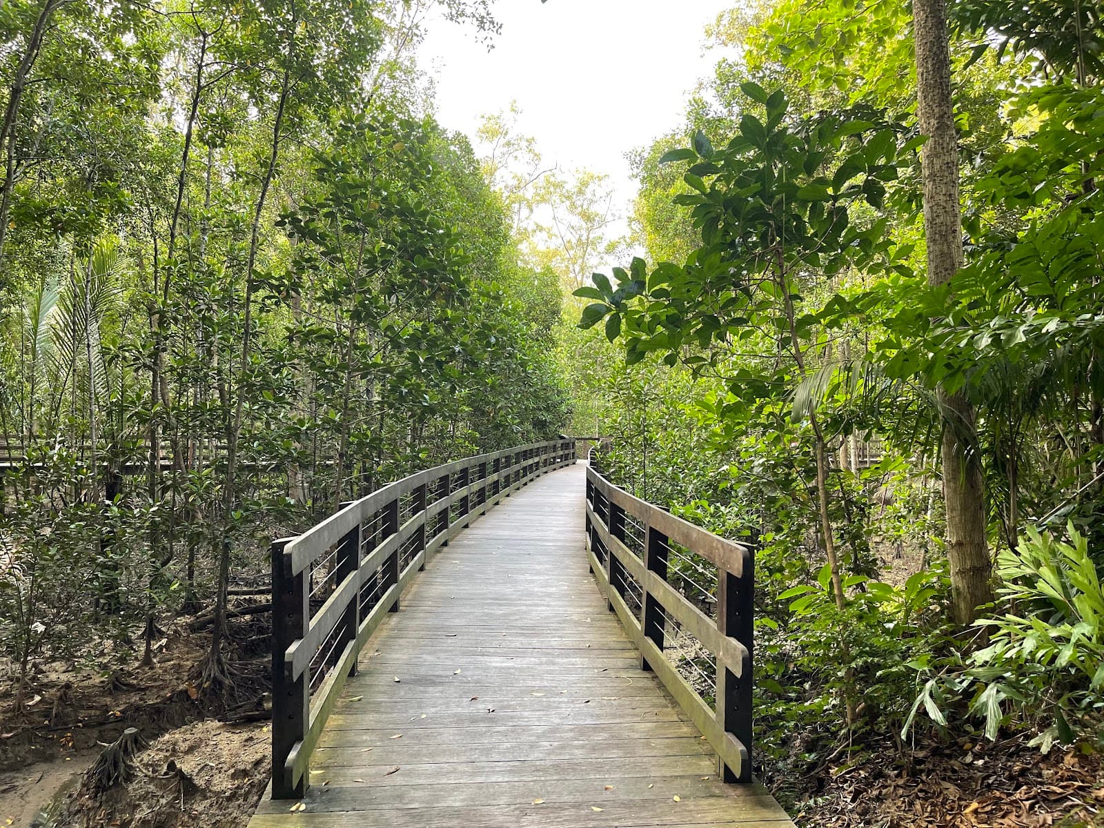 Pasir Ris Park mangrove swamp - Image 1