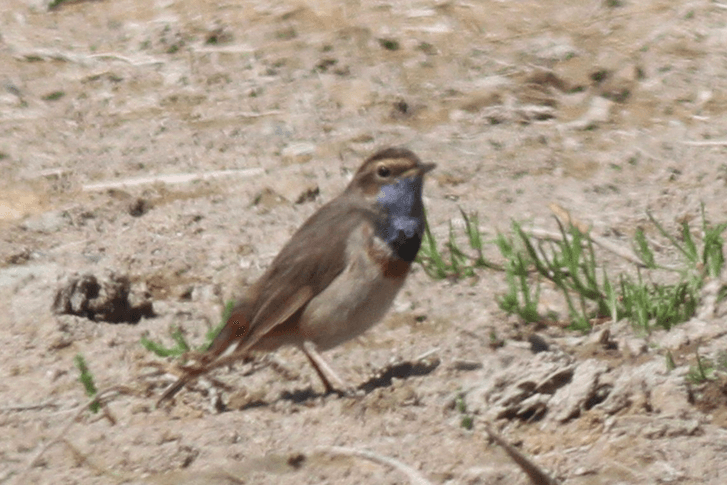Sidi Moussa–Oualidia Wetland - Image 1