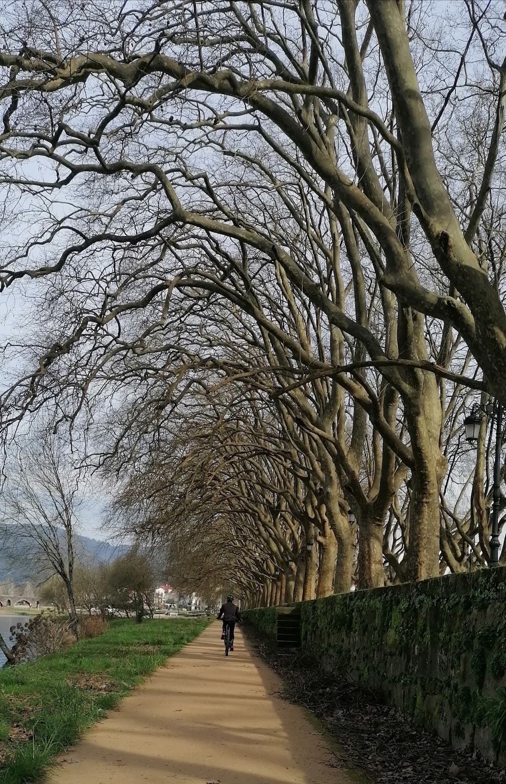 Avenida dos Plátanos - Image 1