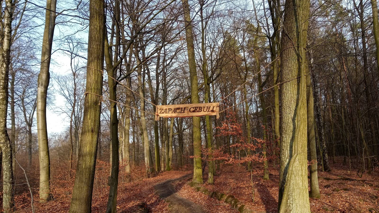 Scenic Walking Trails