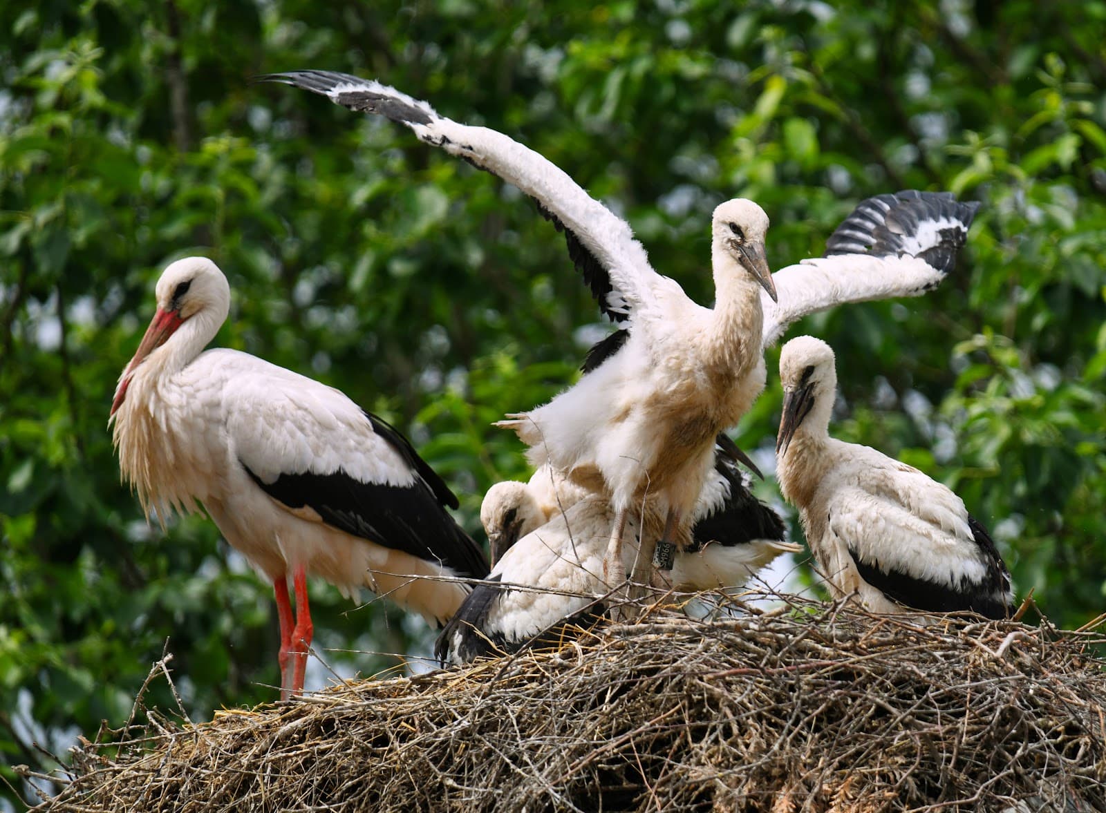 Altreu Stork Colony - Image 1