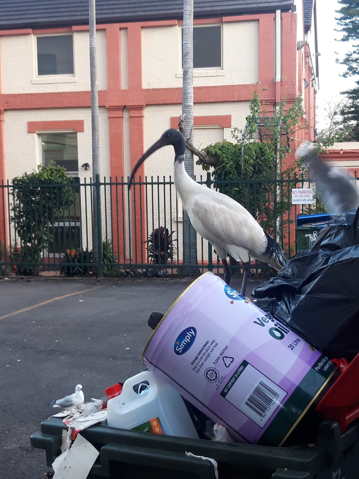 Newtown Sydney - Image 1