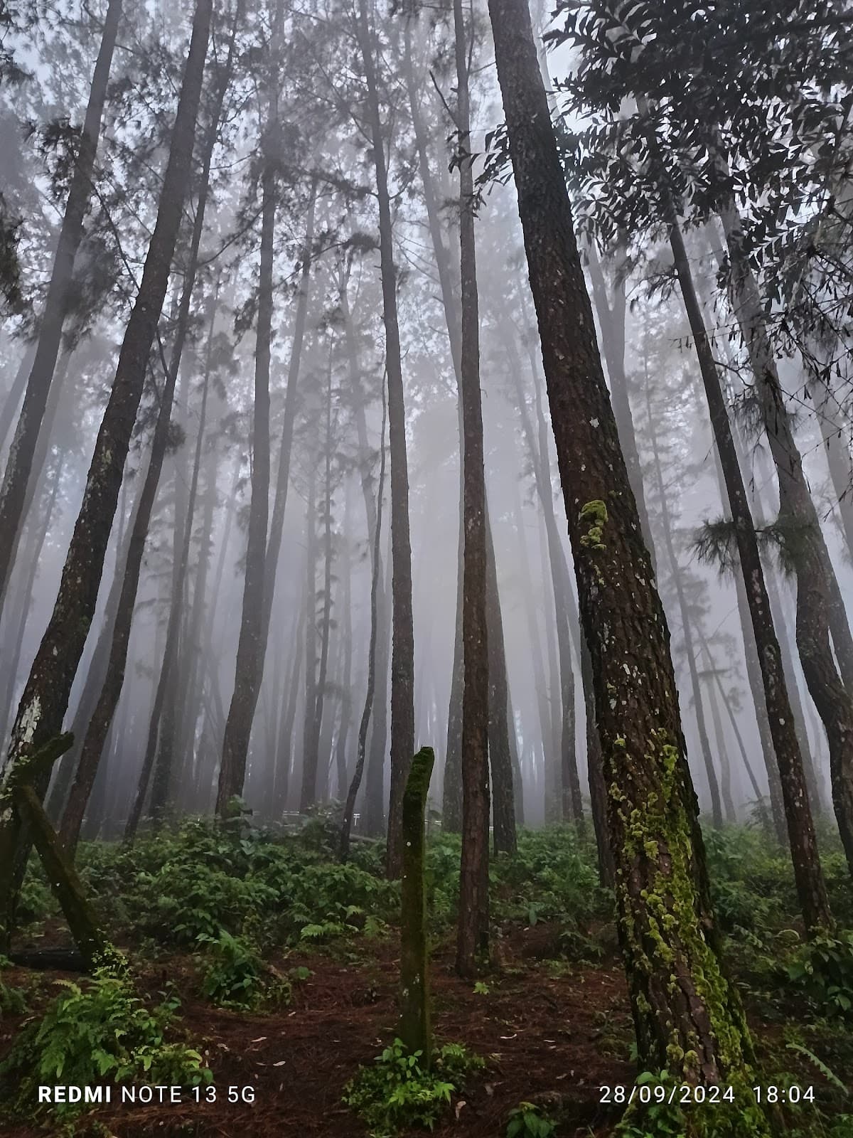 Vagamon Pine Forest - Image 1