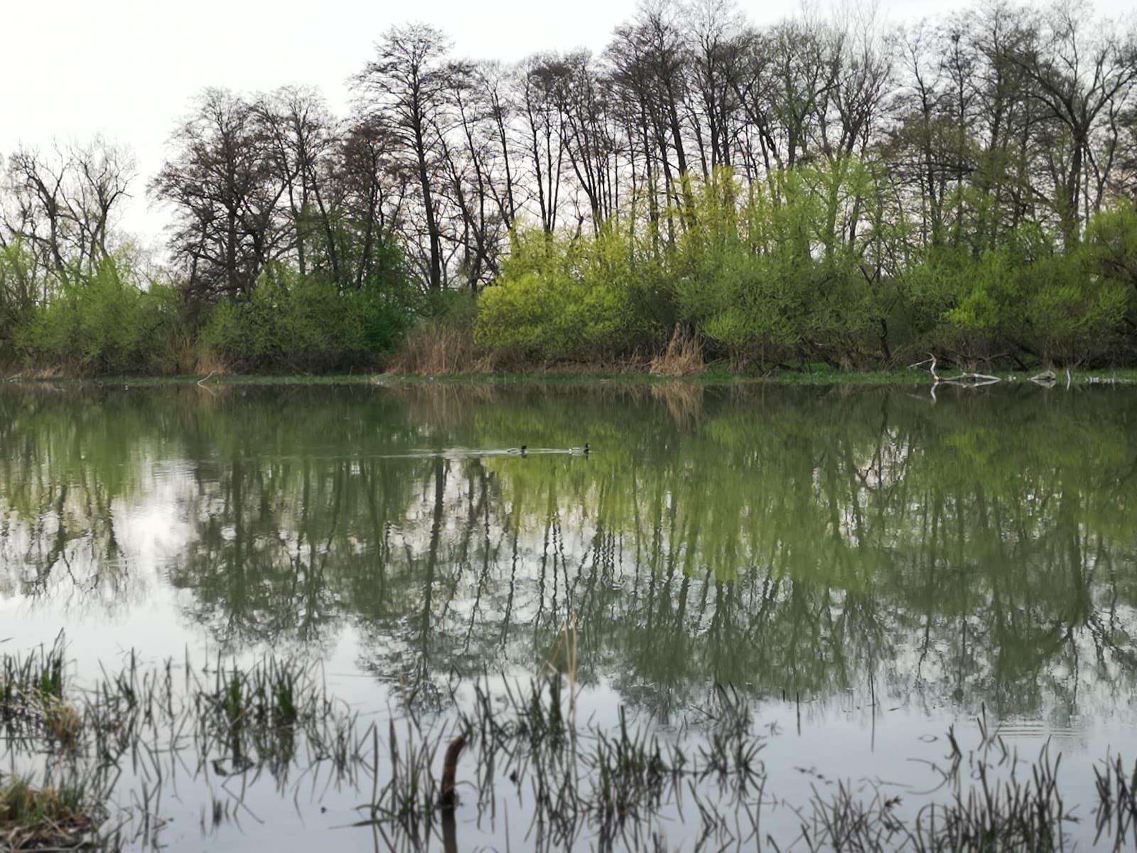 Mureș River Promenade - Image 1