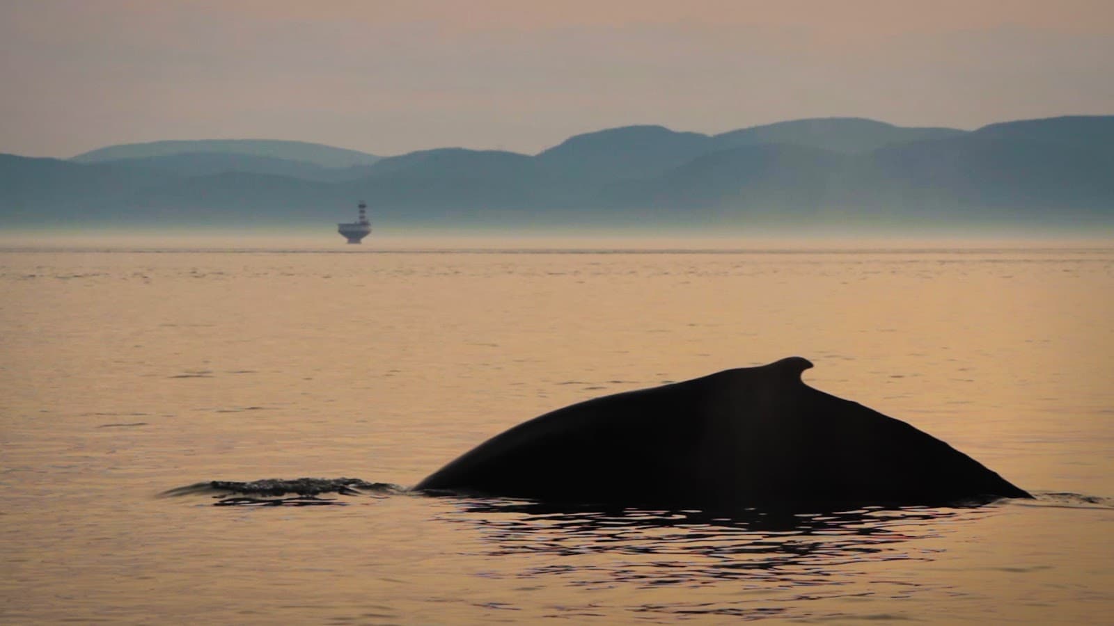 Whale-watching cruises (Tadoussac) - Image 1