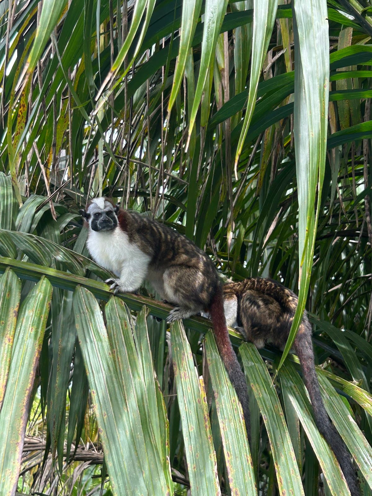 Gatun Lake and Monkey Island Panama - Image 1