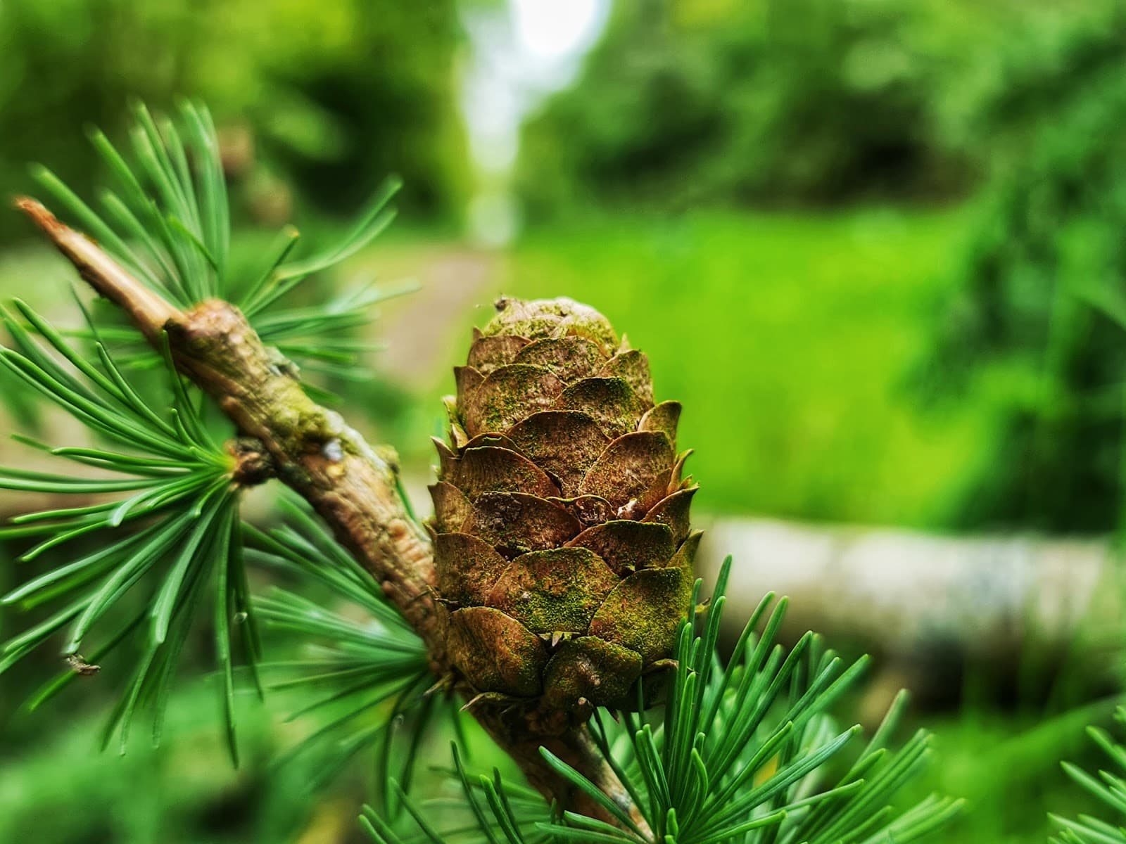 Whittlewood Forest - Image 1