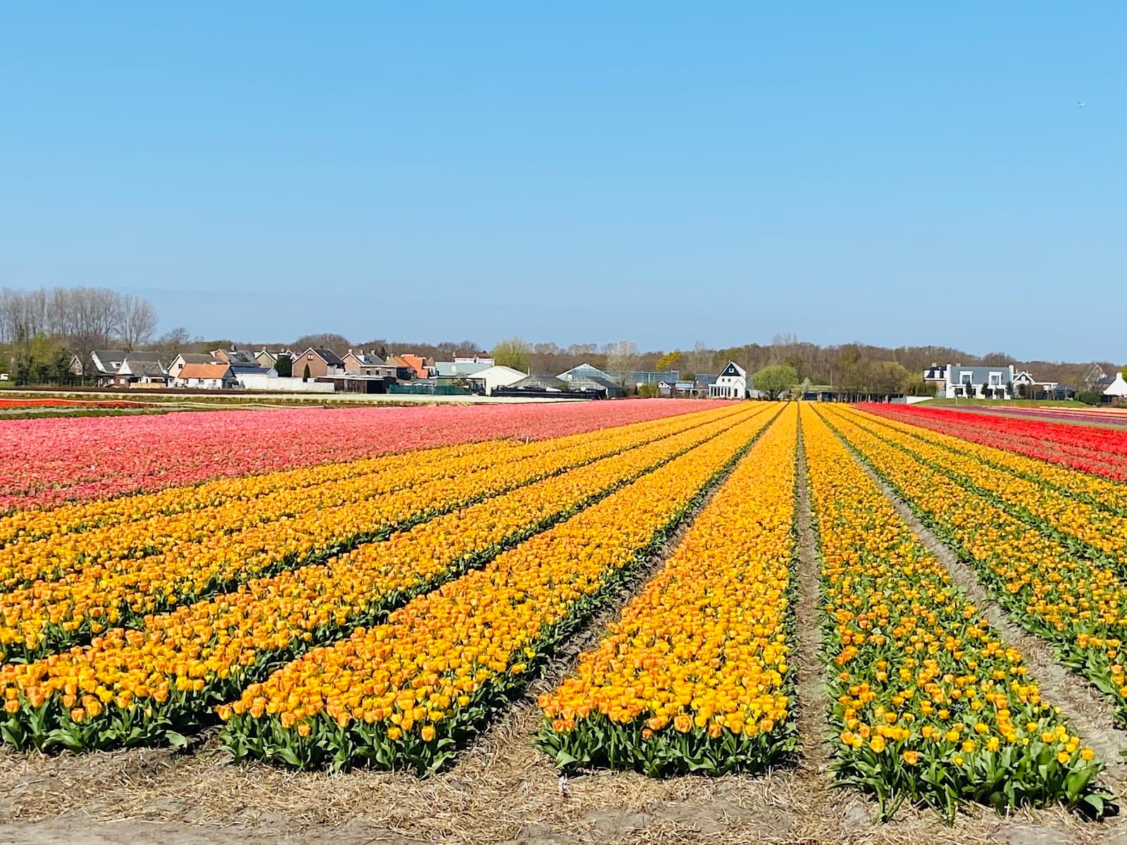 De Zilk village - Image 1