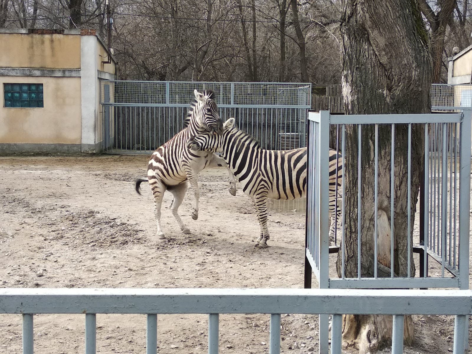 Odesa Zoo - Image 1