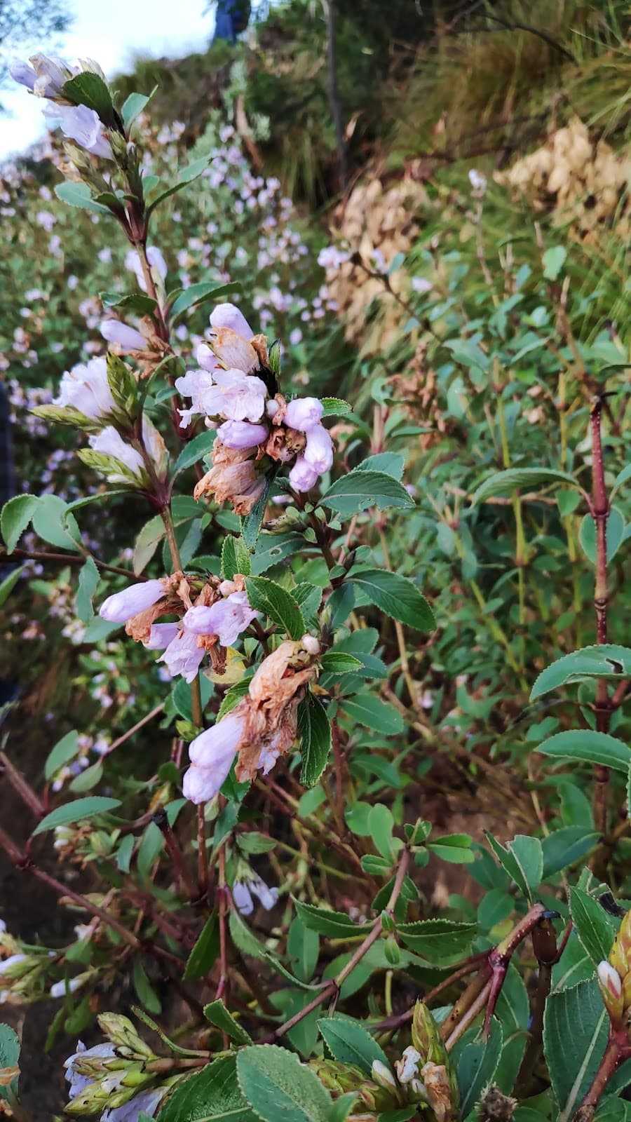 Kurinjimala Sanctuary - Image 1