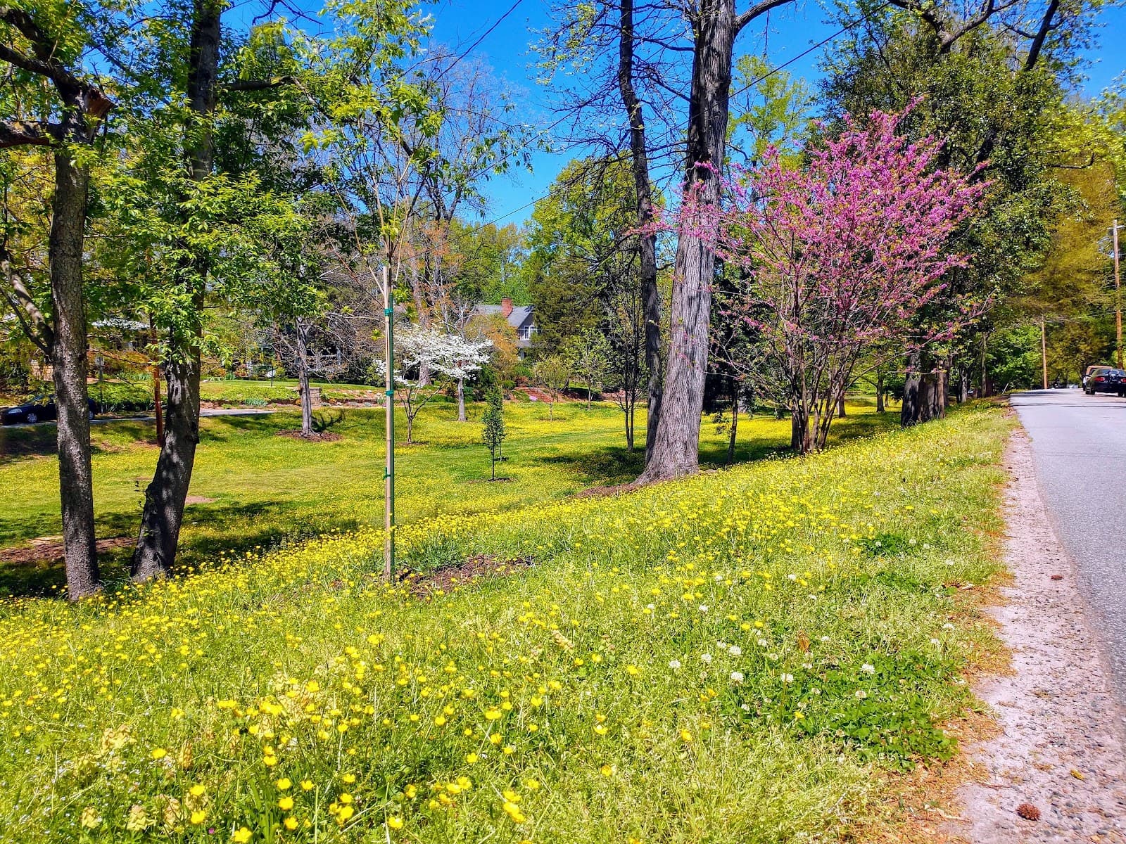 Cameron Park Historic District - Image 1