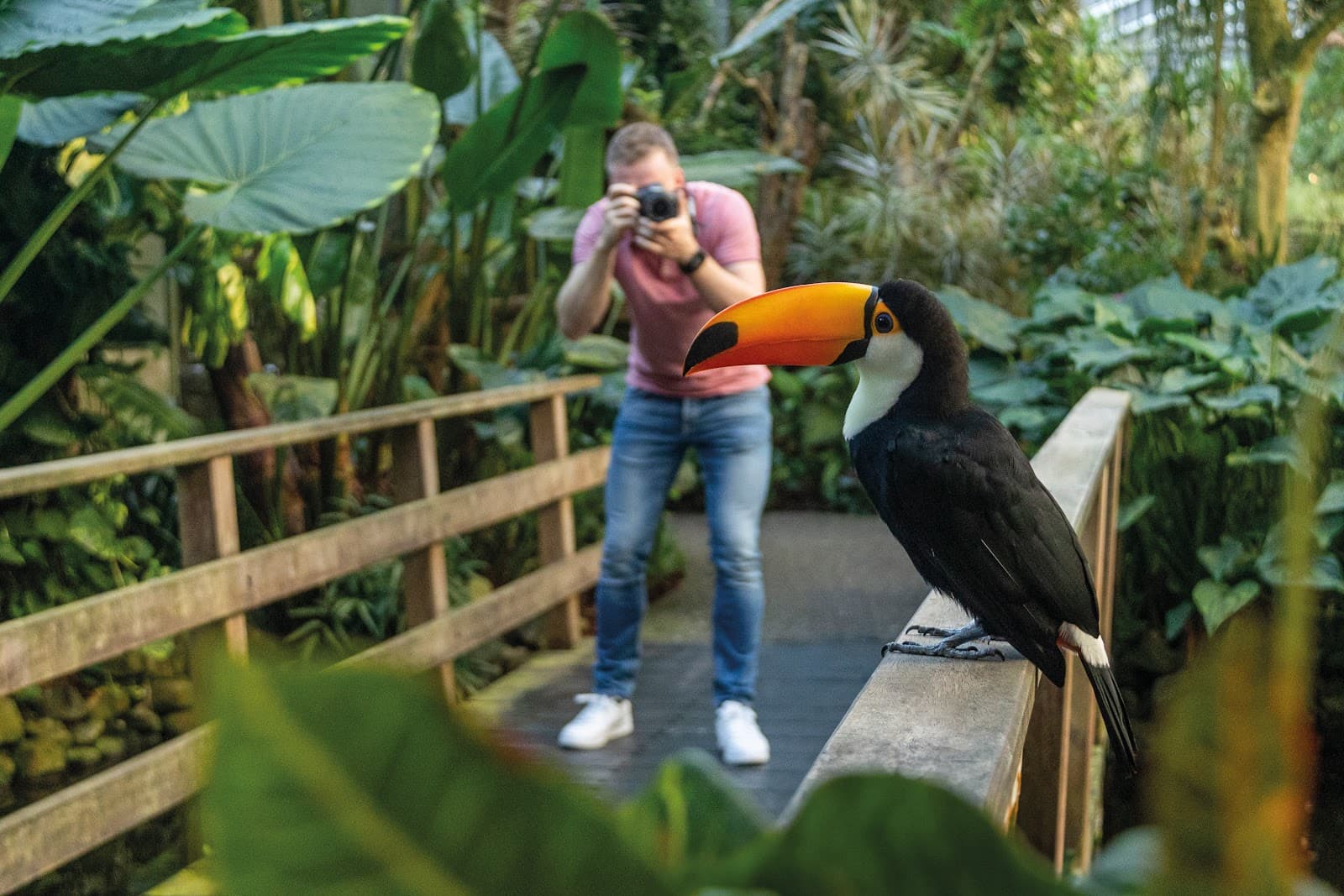 Pantropica - Image 1