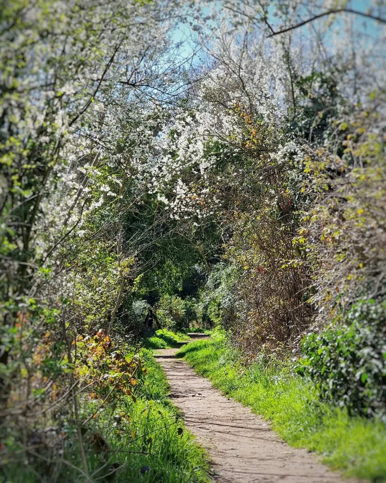 Parco della Cervelletta - Image 1