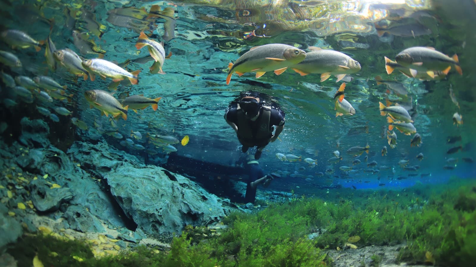 Bonito Aquarium - Image 1