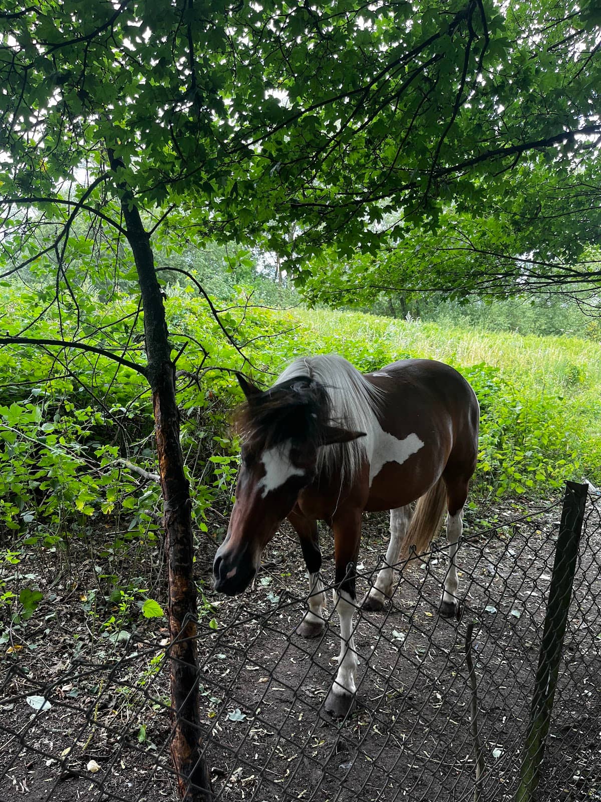 Muntjac Deer Sightings