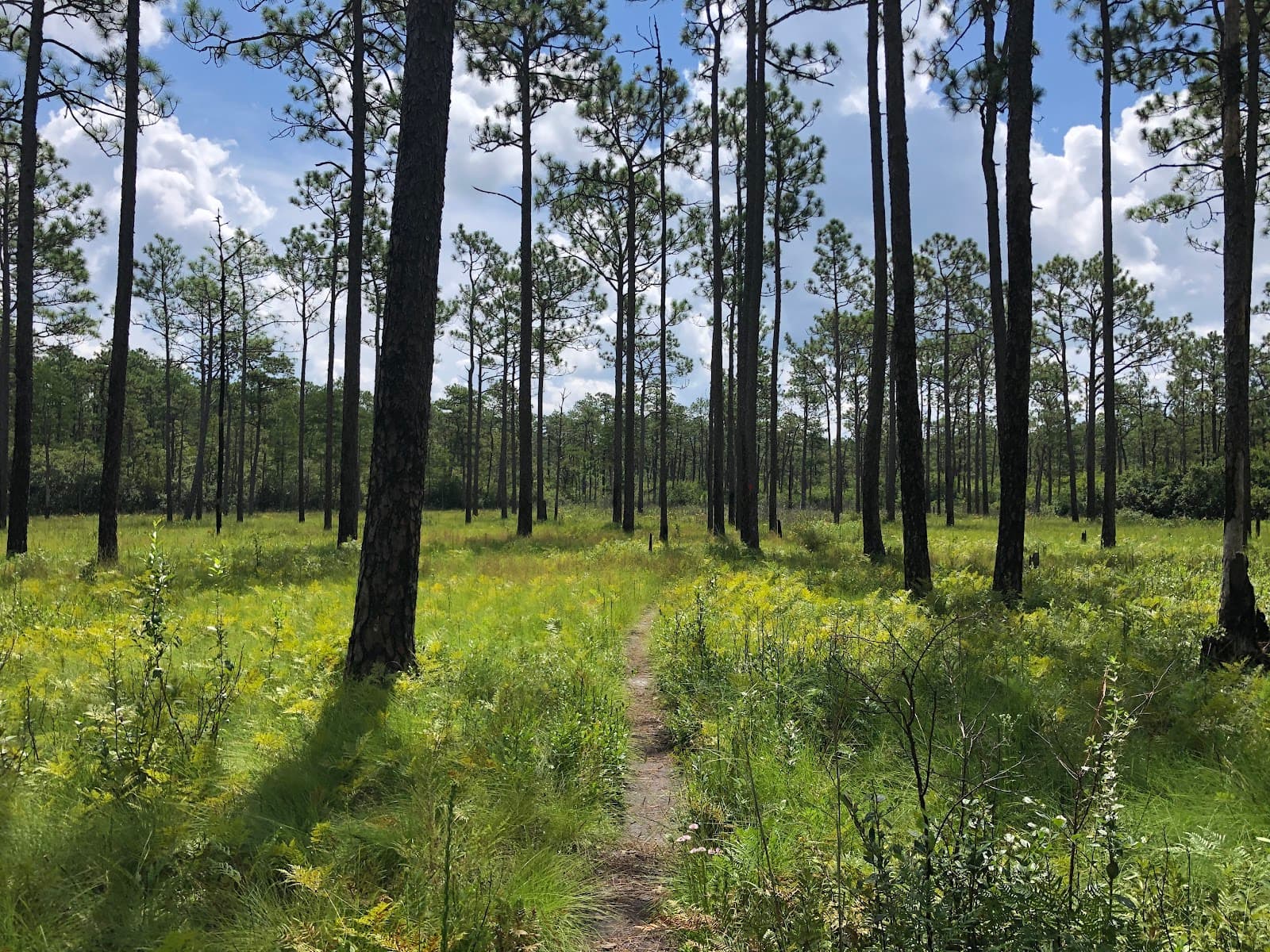 Green Swamp Preserve - Image 1