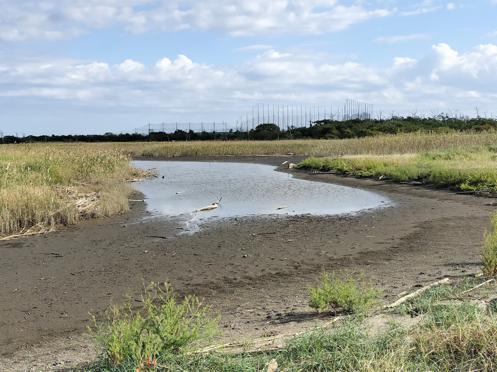 Obitsu River Estuary Tidal Flats - Image 1