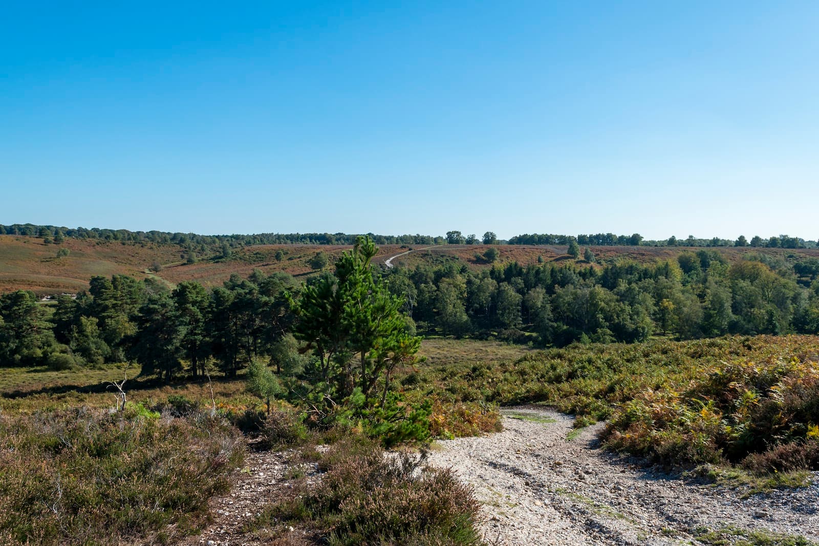 Rockford and Ibsley Commons - Image 1