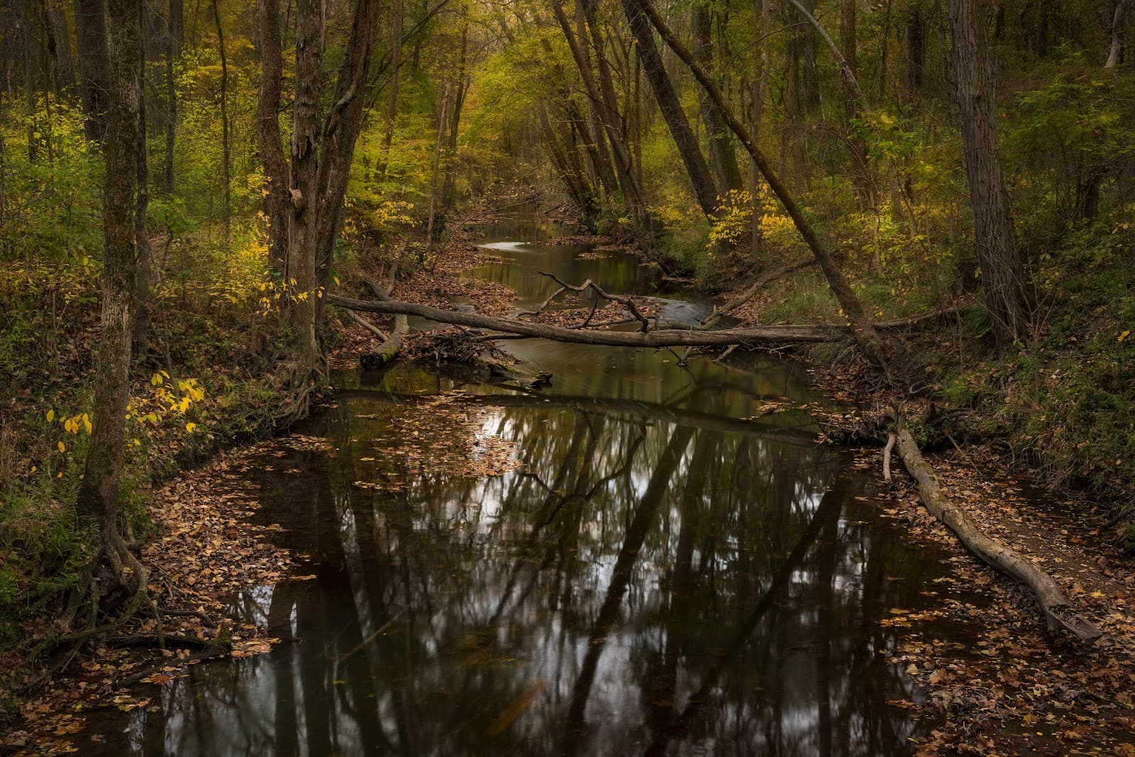 Bicentennial Woods Nature Preserve - Image 1