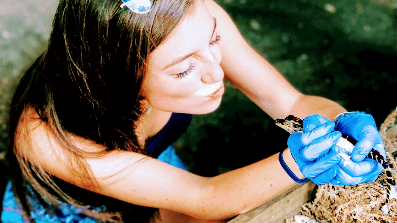 Wading with Baby Gators