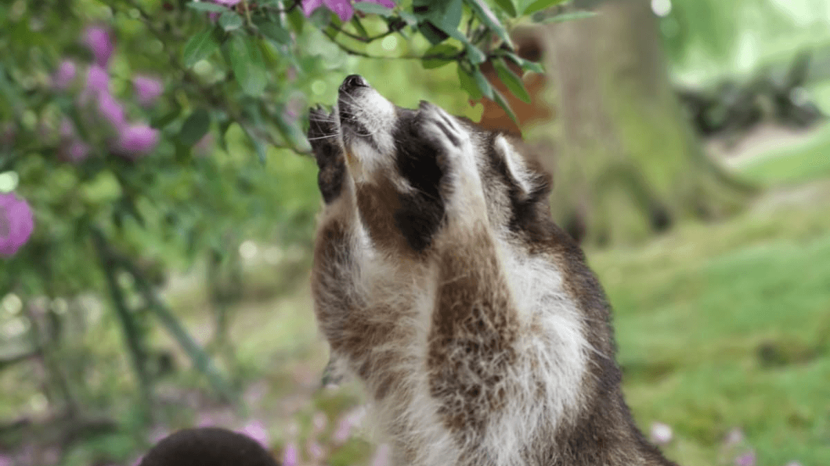 Tierpark Essehof - Image 1