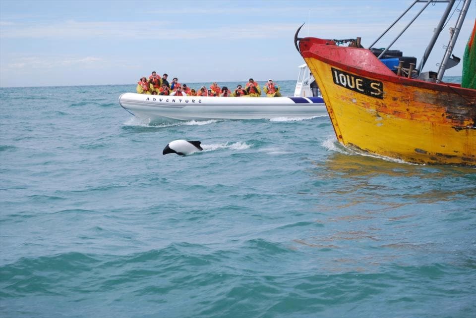 Playa Unión Dolphin Watching Rawson - Image 1