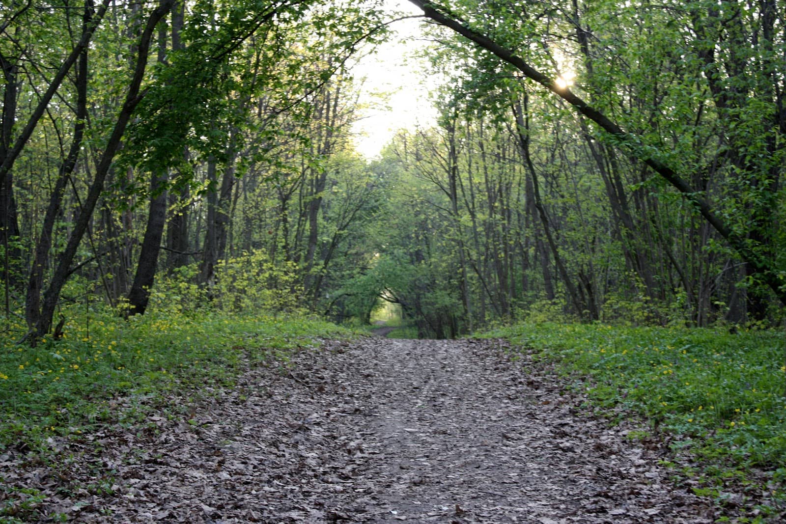 Tame Squirrel Encounters