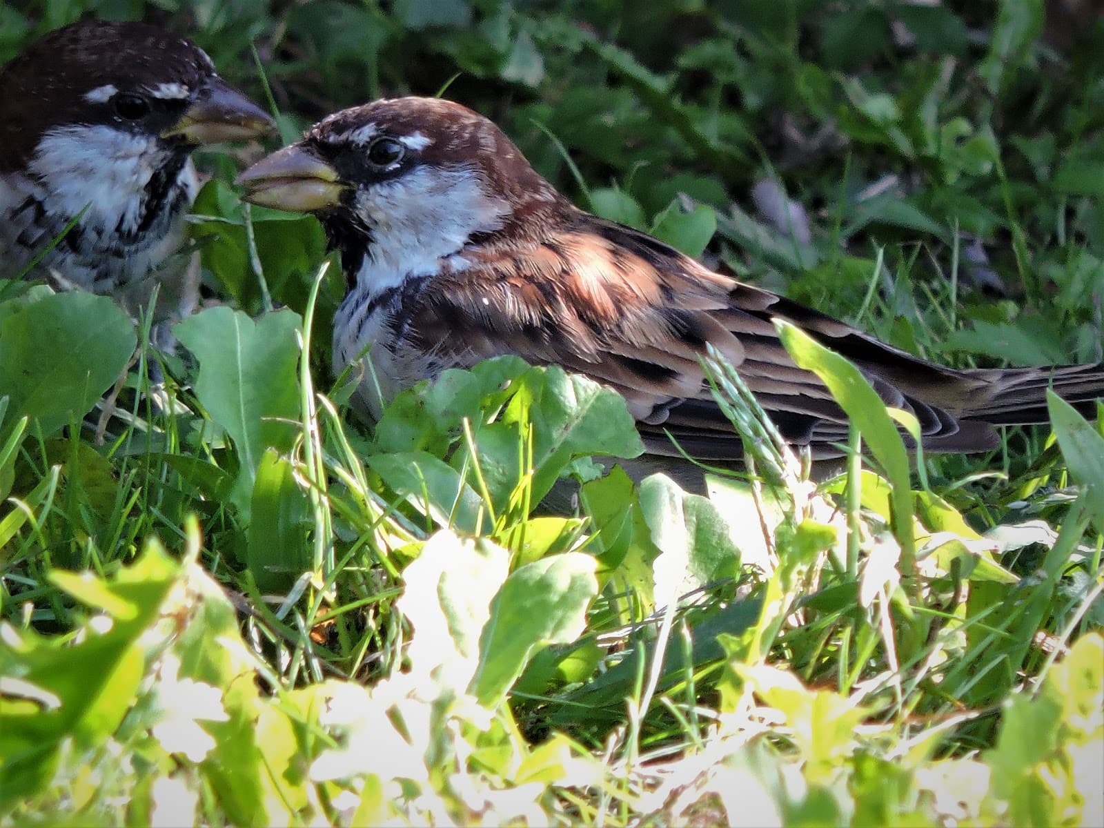 Viale degli Angeli - Image 1