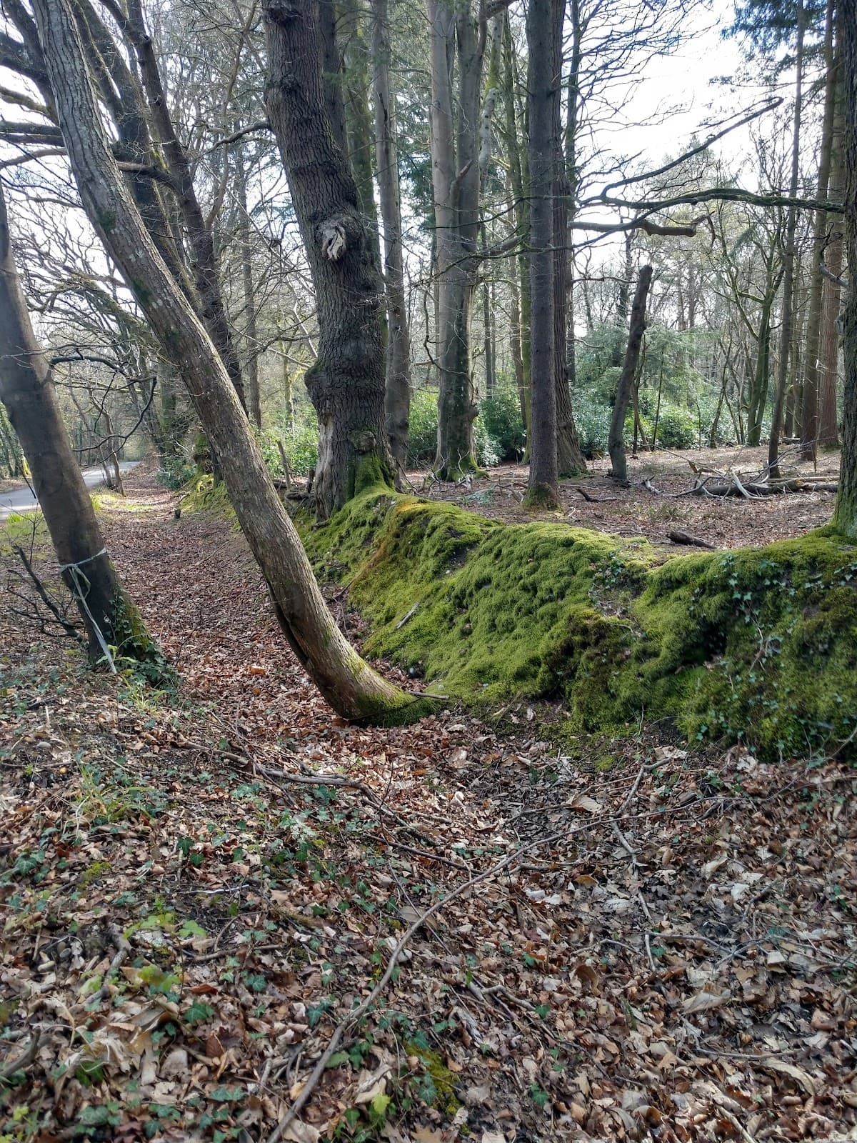 Uddens Plantation and Cannon Hill - Image 1