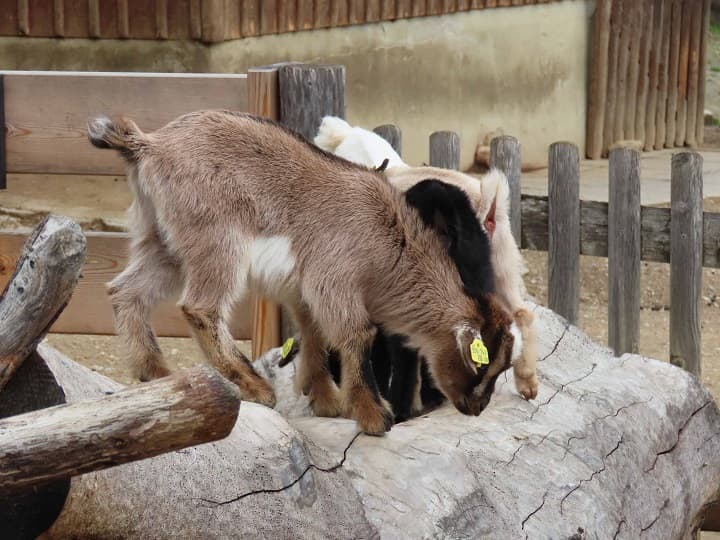 Herberstein Zoo & Castle - Image 1